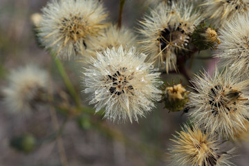 Fluffs of faded catsear (Hypochaeris radicata) flowers