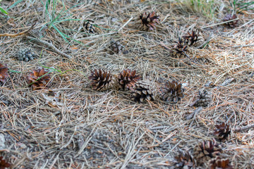Bunch of opened dry pine cones on the ground. Old brown pine needles on the ground.
