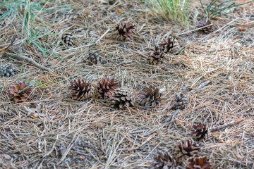 Bunch of opened dry pine cones on the ground. Old brown pine needles on the ground.