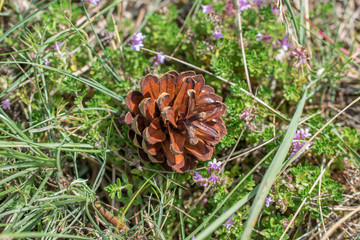 Single opened dry pine cone in green grass