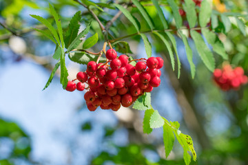 Bunch of red rowan (Sorbus aucuparia) berries hanging from tree twig. Green background.