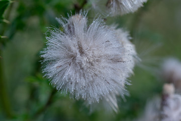 White faded flowers of field thistle (Cirsium arvense).
