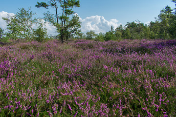 Obraz premium Landscape of bog filled with blooming purple common heather (Calluna vulgaris)