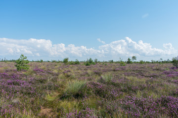 Landscape of bog filled with blooming purple common heather (Calluna vulgaris)