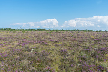 Landscape of bog filled with blooming purple common heather (Calluna vulgaris)