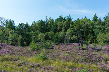Obraz premium Landscape of bog filled with blooming purple common heather (Calluna vulgaris)