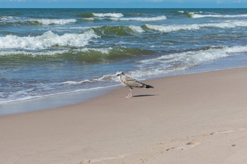Young European herring gull (Larus argentatus) standing on beach in water