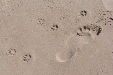 Single human barefoot and dog paws imprints in beach sand