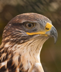 Ferruginous Buzzard Head Shot Looking To Side
