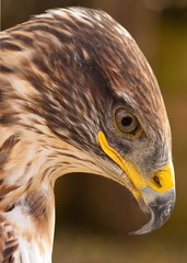Ferruginous Buzzard Head Shot Looking Down