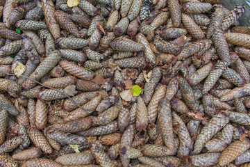 Brown pine tree conifer cones background. Autumn nature.