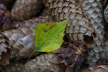 Single green and yellow birch autumn leave on brown spruce conifer cones. Autumn nature.