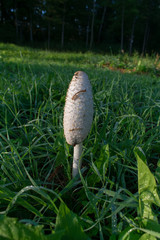 Single large white shaggy ink cap (Coprinus comatus) mushroom in wet, lush green grass.