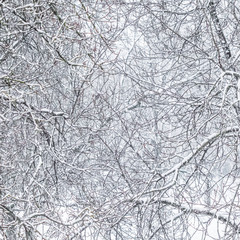 Fairytale fluffy snow-covered trees branches, nature scenery with white snow and cold weather. Snowfall in winter park