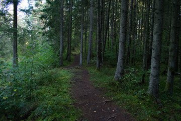 Mysterious, dark, green pathway road in the woods
