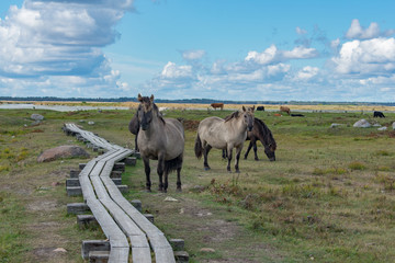 Wild konik polski or Polish primitive horses at Engure Lake Nature Park, Latvia. Lake, blue sky and footbridge background. © Abinieks