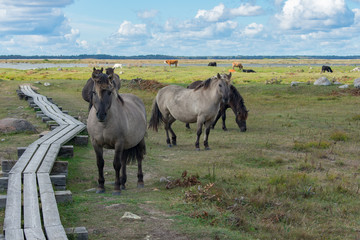 Wild konik polski or Polish primitive horses at Engure Lake Nature Park, Latvia. Lake, blue sky and footbridge background. © Abinieks