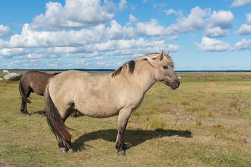 Obraz na płótnie Canvas Wild konik polski or Polish primitive horse at Engure Lake Nature Park, Latvia. Green grass field, blue sky background.