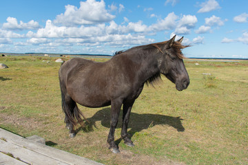 Wild konik polski or Polish primitive horse at Engure Lake Nature Park, Latvia. Green grass field, blue sky background. © Abinieks