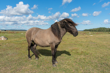 Wild konik polski or Polish primitive horse at Engure Lake Nature Park, Latvia. Green grass field, blue sky background.