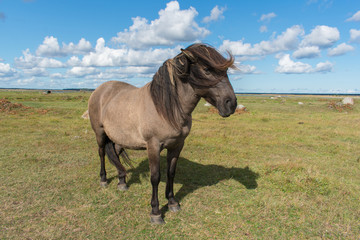 Wild konik polski or Polish primitive horse at Engure Lake Nature Park, Latvia. Green grass field, blue sky background.