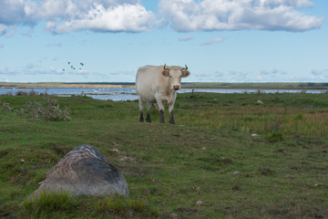 Obraz premium White wild cow with big horns in green field. Blue and cloudy sky. Lake background. Engure Lake Nature Park, Latvia.