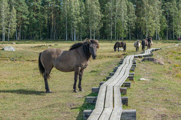 Wild konik polski or Polish primitive horse with other horses in background at Engure Lake Nature Park, Latvia. Forest and footbridge background. © Abinieks