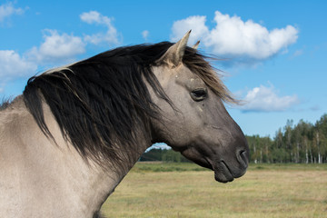 Close up portrait of wild konik polski or Polish primitive horse at Engure Lake Nature Park, Latvia. Forest and cloudy blue sky background. © Abinieks