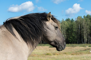 Close up portrait of wild konik polski or Polish primitive horse at Engure Lake Nature Park, Latvia. Forest and cloudy blue sky background. © Abinieks