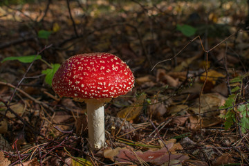 Beautiful red poisonous fly agaric (Amanita muscaria) mushroom in forest.
