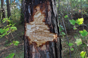 Freshly gnawed tree by beaver in forest.