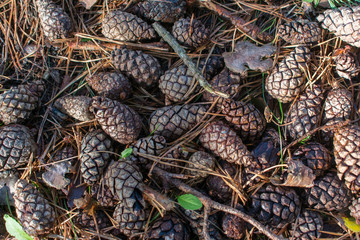 Brown pine tree conifer cones background. Autumn nature.