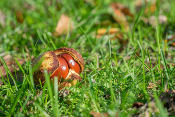 Opened horse chestnut (Aesculus) shell on the ground in green grass.