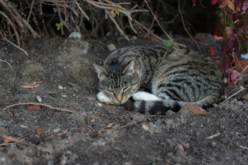 Beautiful domestic grey cat with black stripes sleeping on a ground with plants in background.