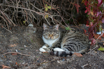 Beautiful domestic grey cat with black stripes laying on ground with plants in background.