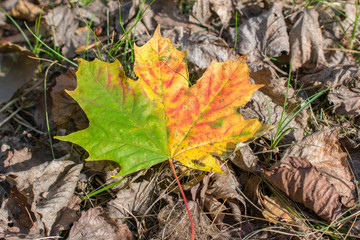 Single green, yellow autumn maple leave in forest on the ground.