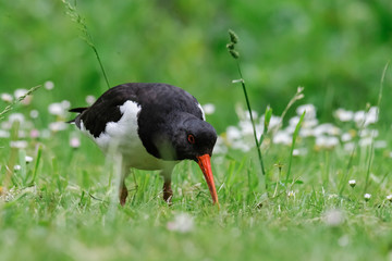 bird on green grass - Scholekster