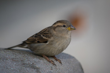 House sparrow (Passer domesticus) standing on concrete fence