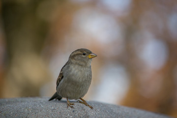 House sparrow (Passer domesticus) standing on concrete fence