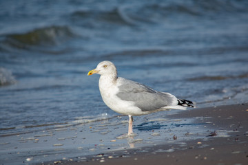 Adult European herring gull (Larus argentatus) standing on beach in water