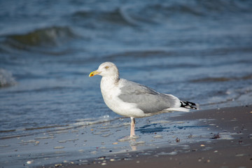 Adult European herring gull (Larus argentatus) standing on beach in water