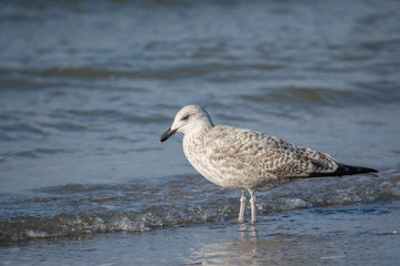 Young European herring gull (Larus argentatus) standing on beach in water
