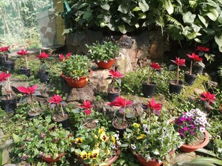 poinsettia flower plant in india