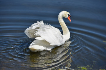 Beautiful white mute swan (Cygnus olor) swimming in blue water