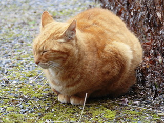眠たそうな野良猫