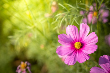  Beautiful Cosmos flowers in garden. Nature background.