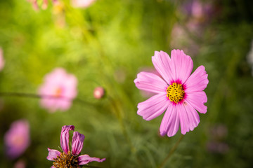 Obraz premium Beautiful Cosmos flowers in garden. Nature background.