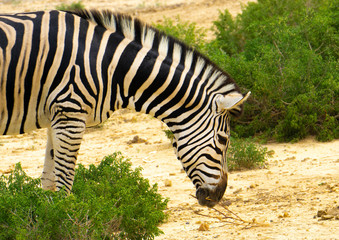 Fototapeta na wymiar Plains zebra, also known as the common zebra or Burchell's zebra