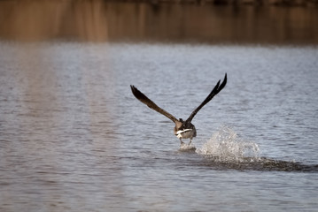 Wildlife at FDR Park