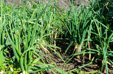 home grown vegetables, garden full of healthy earth fruits full of vitamins and minerals, small scale organic farming, Spring Garden Plants Vegetable Beds, spring onion
